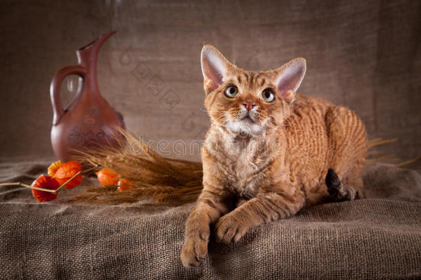 乡村风格的猫