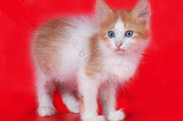 小毛茸茸的<strong>姜黄色</strong>和白色小猫站在红色上面