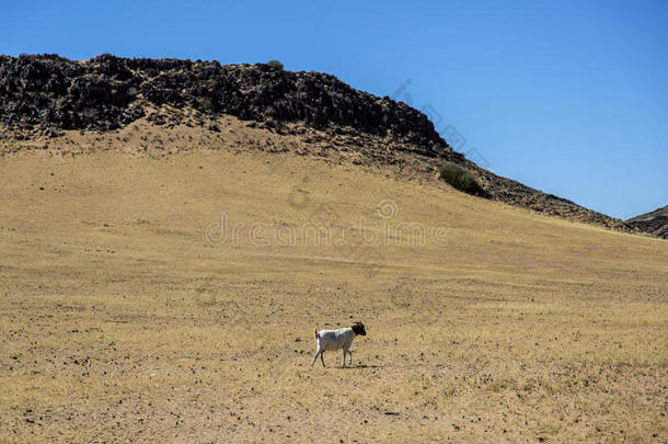 纳米比亚有山羊眼的全景图