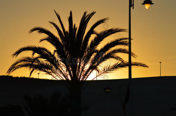 夕阳落在棕榈树后面