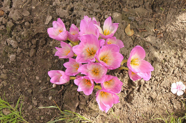俄罗斯达卡的西伯利亚，<strong>早秋</strong>，粉红和白色的藏红花盛开