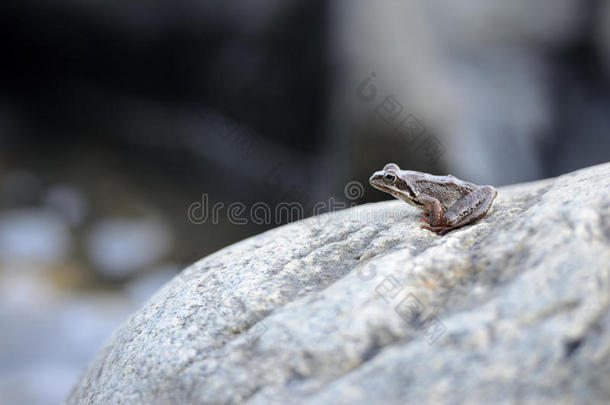 <strong>小青</strong>蛙坐在一块大石头上向远处望去