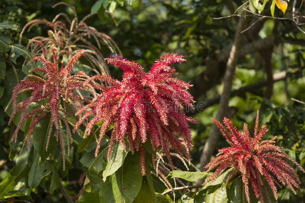 美丽的红花蚂蚁树或巴西三棱