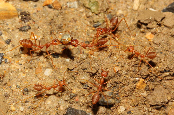 团队合作蚂蚁