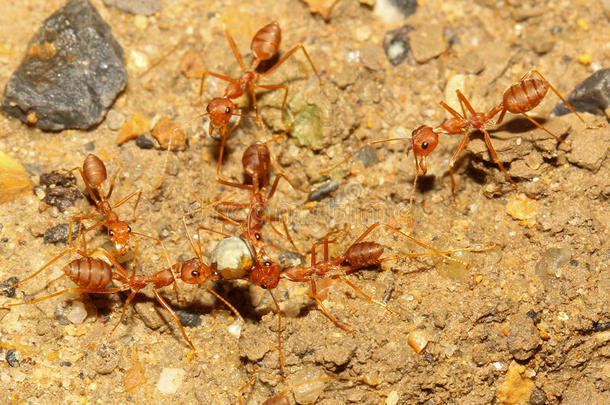 红<strong>蚂蚁团队</strong>合作