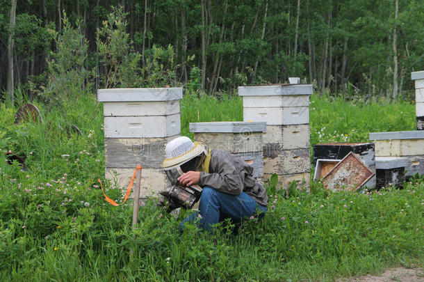养蜂人清理蜂巢中的草