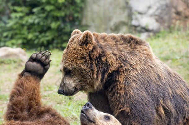 两只棕熊在打斗
