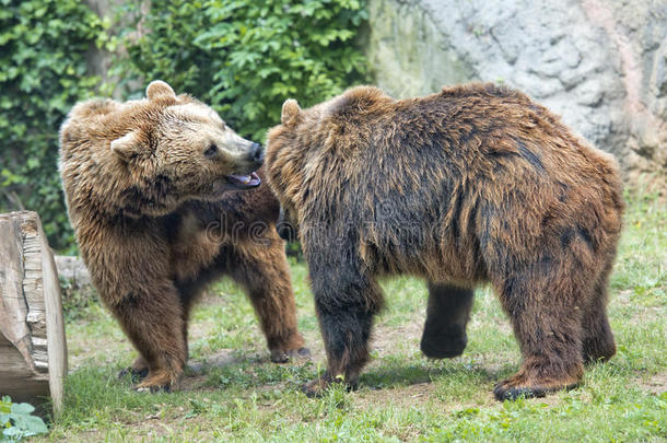 两只棕熊在打斗