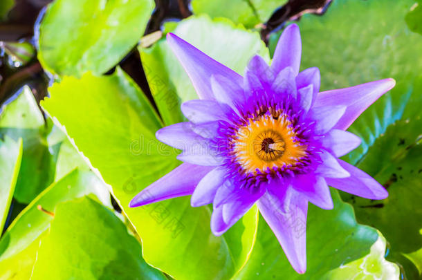 紫罗兰莲花图片特写镜头。