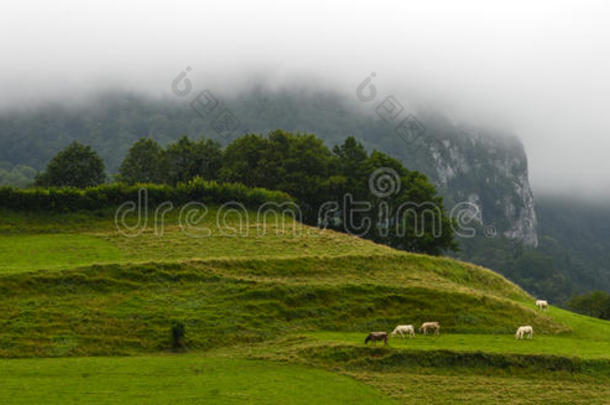 法国比利牛斯山脉风景区的牛群