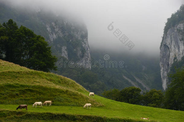 法国比利牛斯山脉风景区的牛群