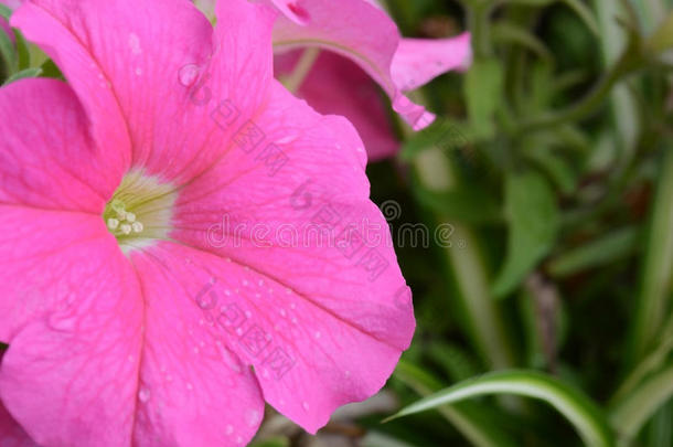 粉色花朵，花朵上的宏，抽象背景