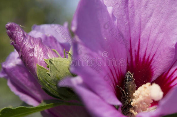 蜜蜂授粉