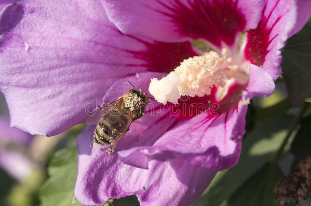 蜜蜂授粉