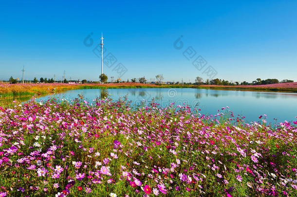 金雀花湖和灯塔