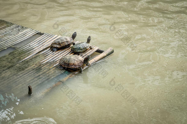 三只水龟在湖中的一只竹筒上