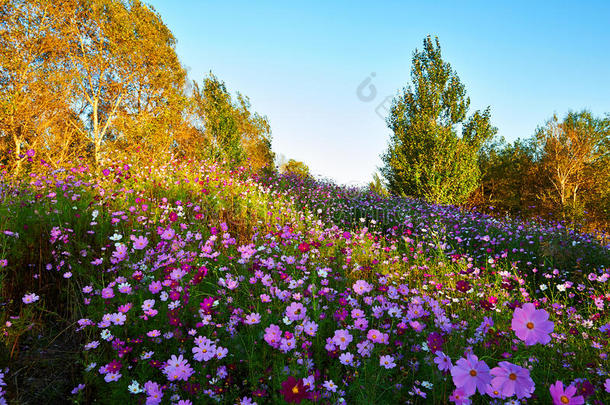 山坡上的金雀花