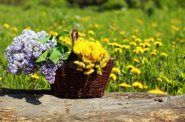 阳光明媚的夏日背景篮子，黄蒲公英和丁香