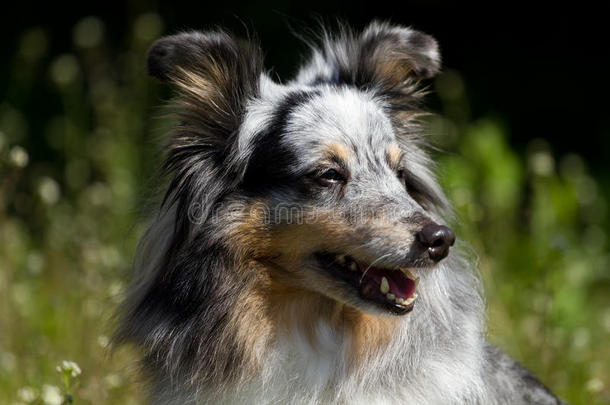 蓝梅勒粗牧羊犬