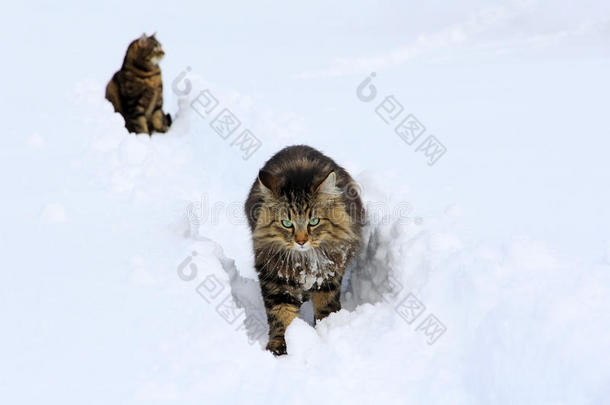 在雪地里玩耍是一种乐趣