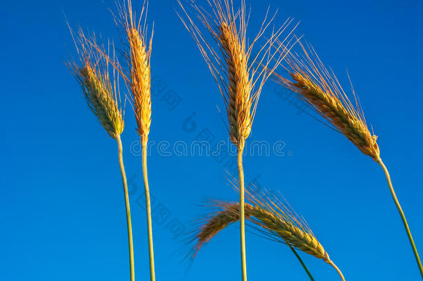 地上的小麦