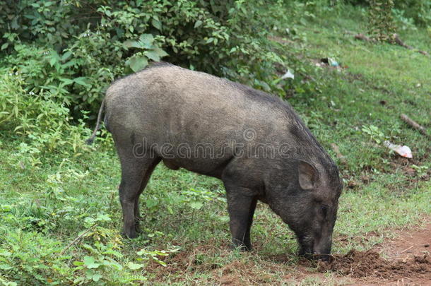 斯里兰卡野猪