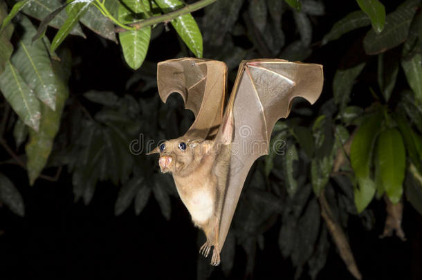 弗兰奎特的<strong>肩章</strong>果蝠（epomops fraqueti）夜间飞行。