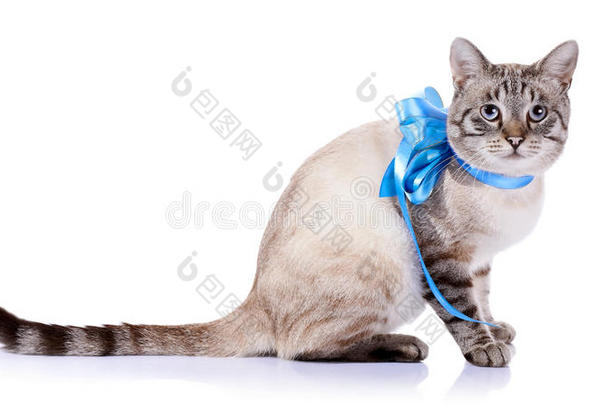 用蓝色胶带绑着条纹猫。
