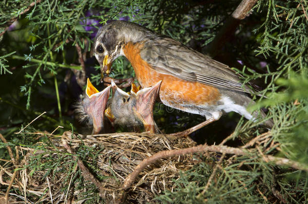 美洲知更鸟在巢中喂养雏鸟的美洲知更鸟。