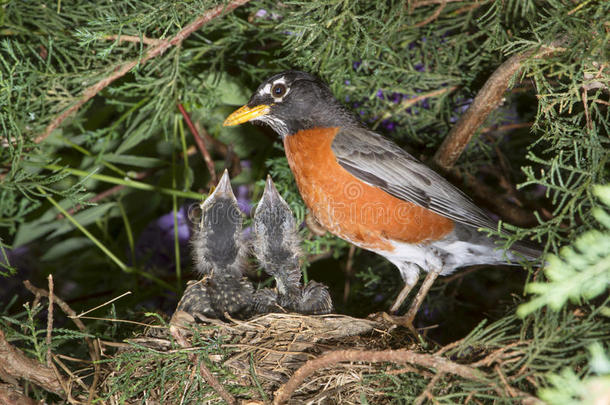 美洲知更鸟，巢中有雏鸟。