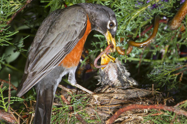 美洲知更鸟在巢中喂养雏鸟的美洲知更鸟。