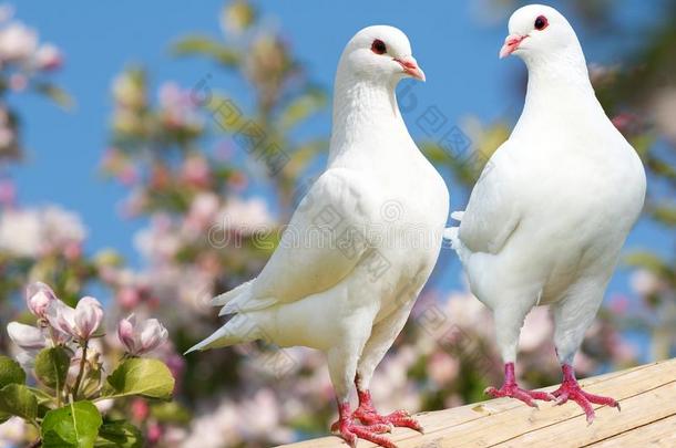 花丛背景上的两只白鸽