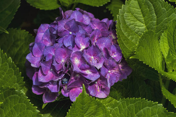紫绣球花-绣球花科
