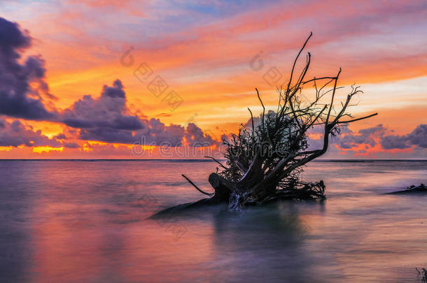 热带海滩上枯死的树干