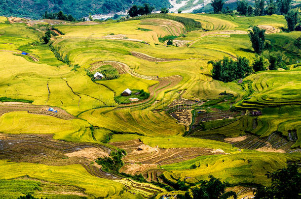 y ty，老挝，越南-2014年9月6日-收获期的黄金稻田