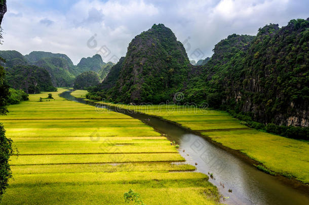 越南宁平省潭可可自然保护区内溪流两岸的成熟米条。