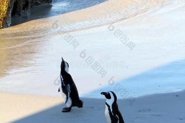 非洲企鹅（spheniscus demersus）企鹅，西开普，南非