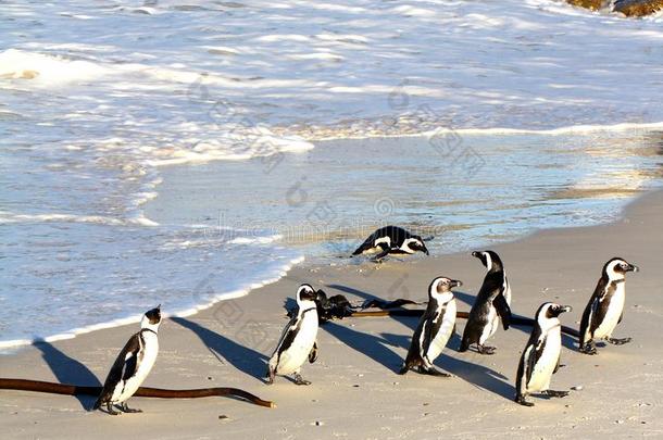 南非西开普省，狩猎<strong>归来</strong>的非洲企鹅