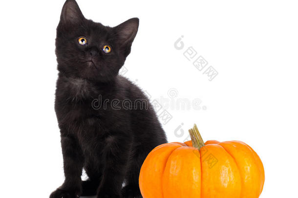 可爱的黑猫旁边是一个白色的小南瓜