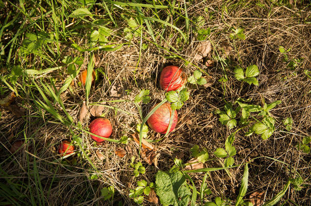 草地上的红苹果