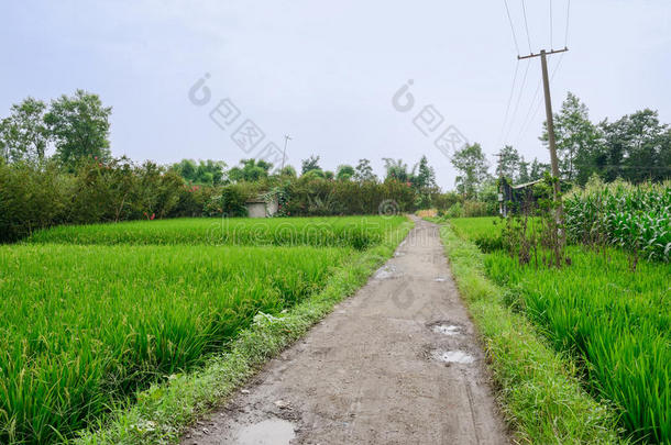 阳光明媚的夏日，稻田里的乡间小路