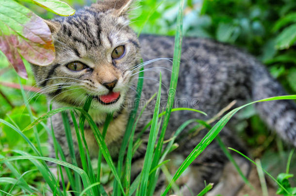 猫猫粮吃花园草