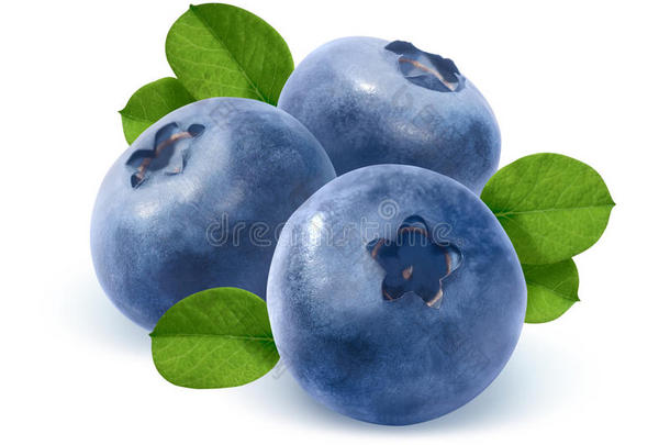 三片<strong>蓝莓</strong>叶，白色背景