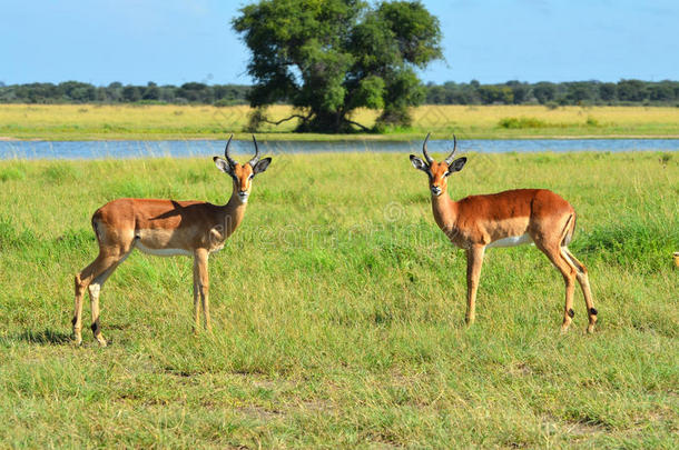 博茨瓦纳的两只黑斑羚