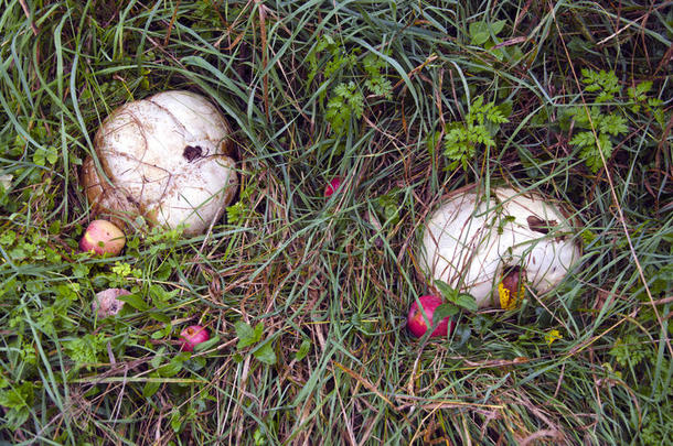 巨型河豚菇和苹果