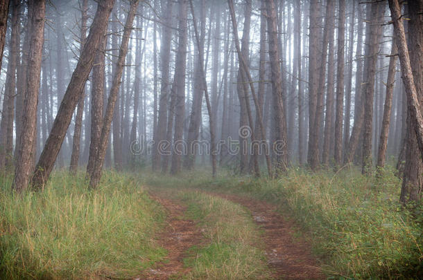 森林里的雾