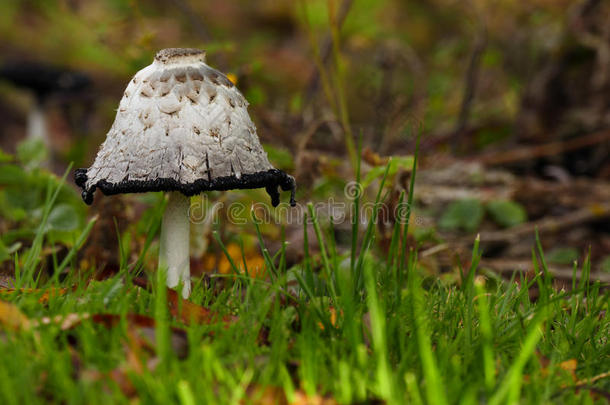 在秋天的蘑<strong>菇</strong>和草帽之间