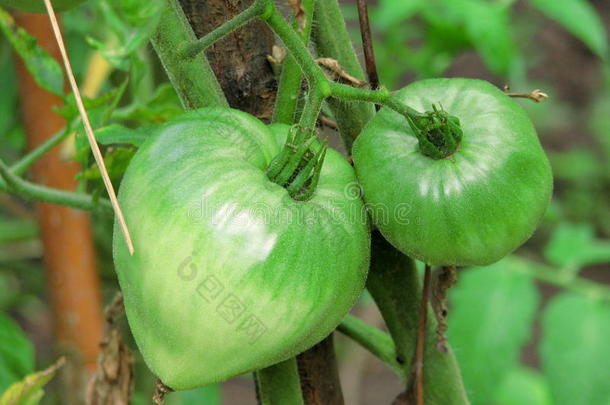 绿色生物番茄特写