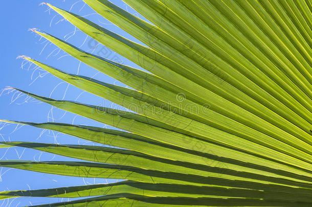 棕榈叶自然背景