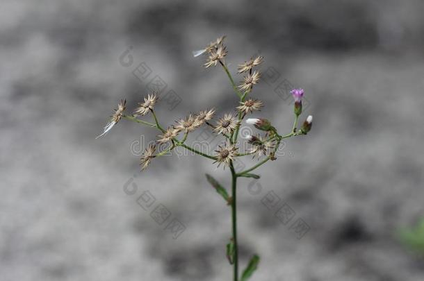 季节<strong>之花</strong>